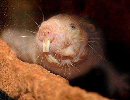 Nacktmull Naked Mole Rat NYR101200808111