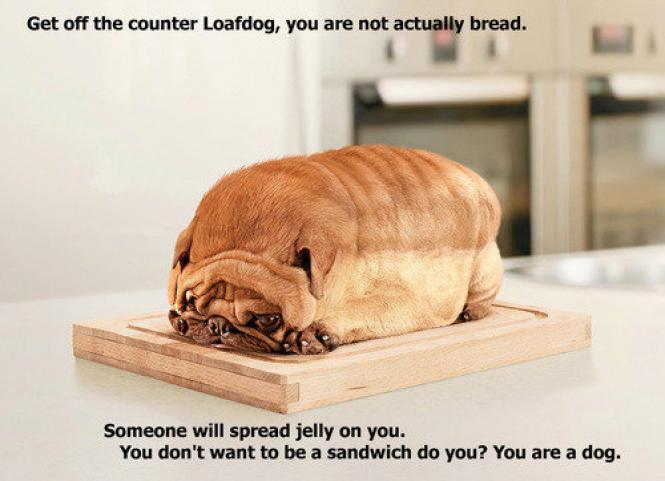 Bilder-Thread tZi4h6E loafdog