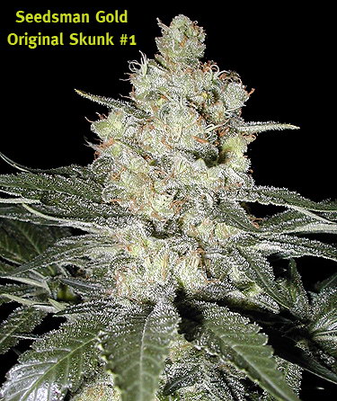 original-skunk-number-1-seeds-seedsman-5