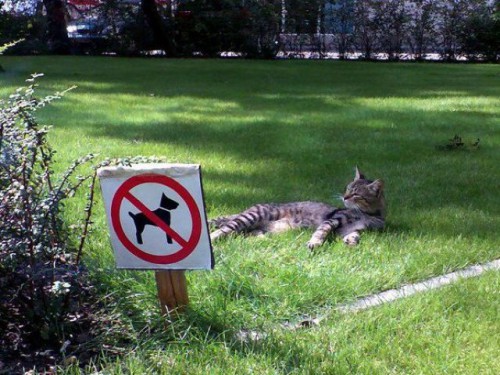 Bilder-Thread no-Dogs-Allowed-in-My-Place1-500x375