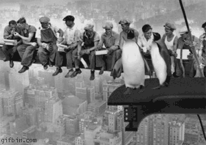 1238158346 falling penguins