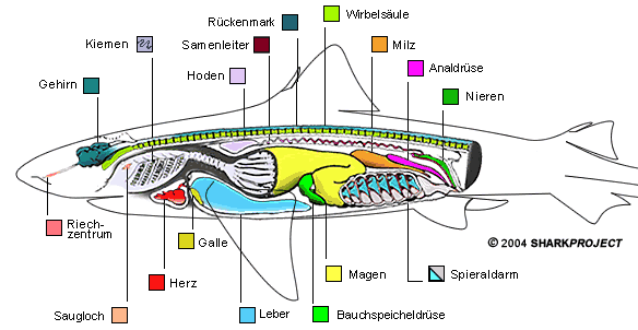 organe 1 