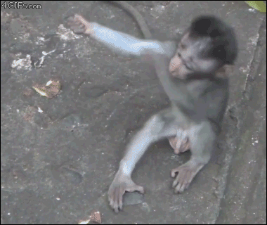 c5d3c0 Baby-monkey-wants-mom-hug
