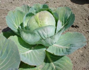 Bilder-Thread 300px-Brassica oleracea2