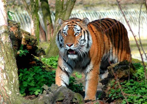 Tigerportrait-Koenig-Sibirien-Animal-510