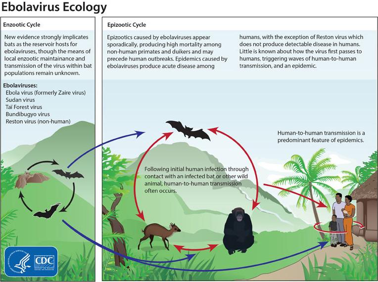 ebola ecology 800px