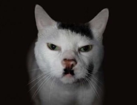 Hitler-Cat
