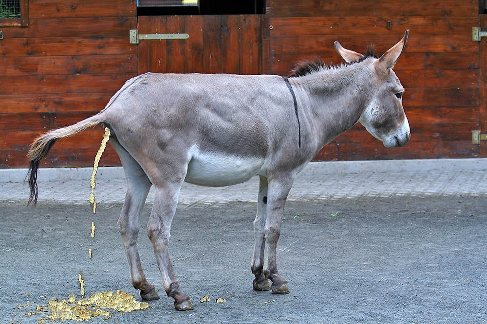 Bildergebnis für cartoon goldesel  kostenlos