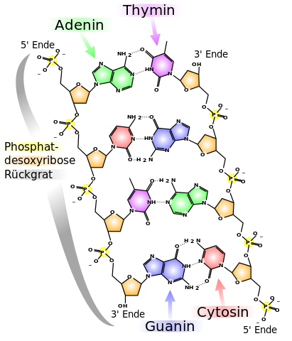 411px-Chemische Struktur der DNA.svg
