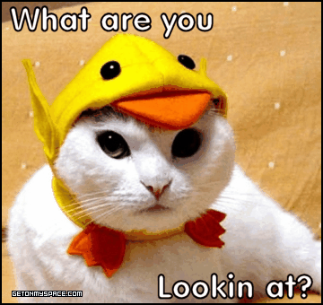 Bilder-Thread ta2Y9TL funny-cat-lookin-at