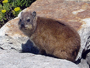 300px-Dassie3