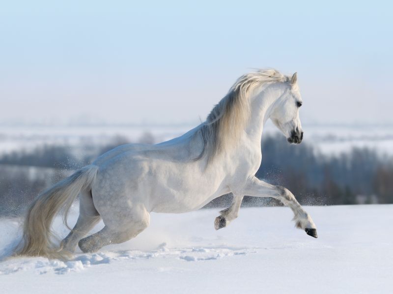 Die schönsten Tiere/Tierbilder der Welt Pferd-Weiss-Winter