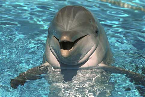 Dolphin1