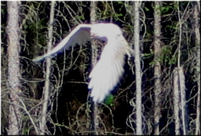 Bilder-Thread whiteraven-2