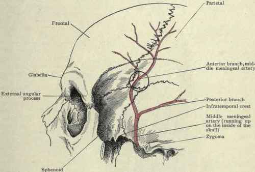 Fig-56-Frontal-and-temporal-regions-of-a