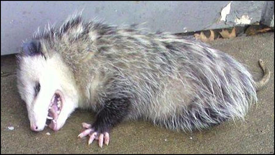 Opossum-playing-dead1
