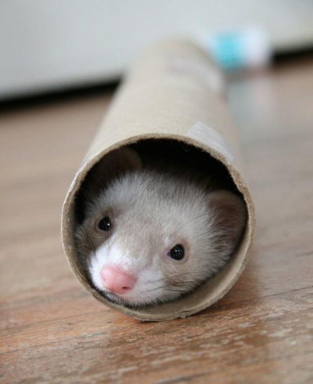 ferret-in-a-roll