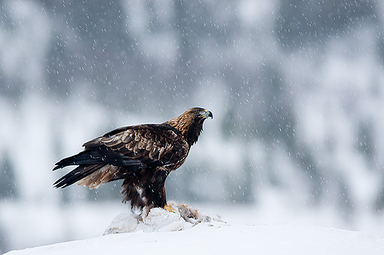 Bilder-Thread Golden Eagle 0000006059 16