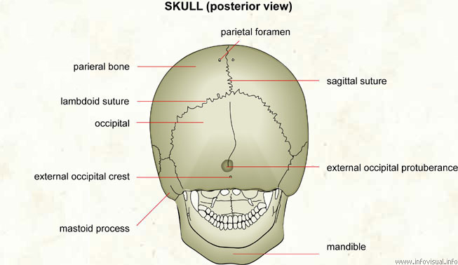 016 Skull posterior view