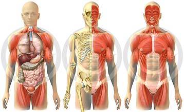 Anatomie Mensch Organismus Muskulatur.jp