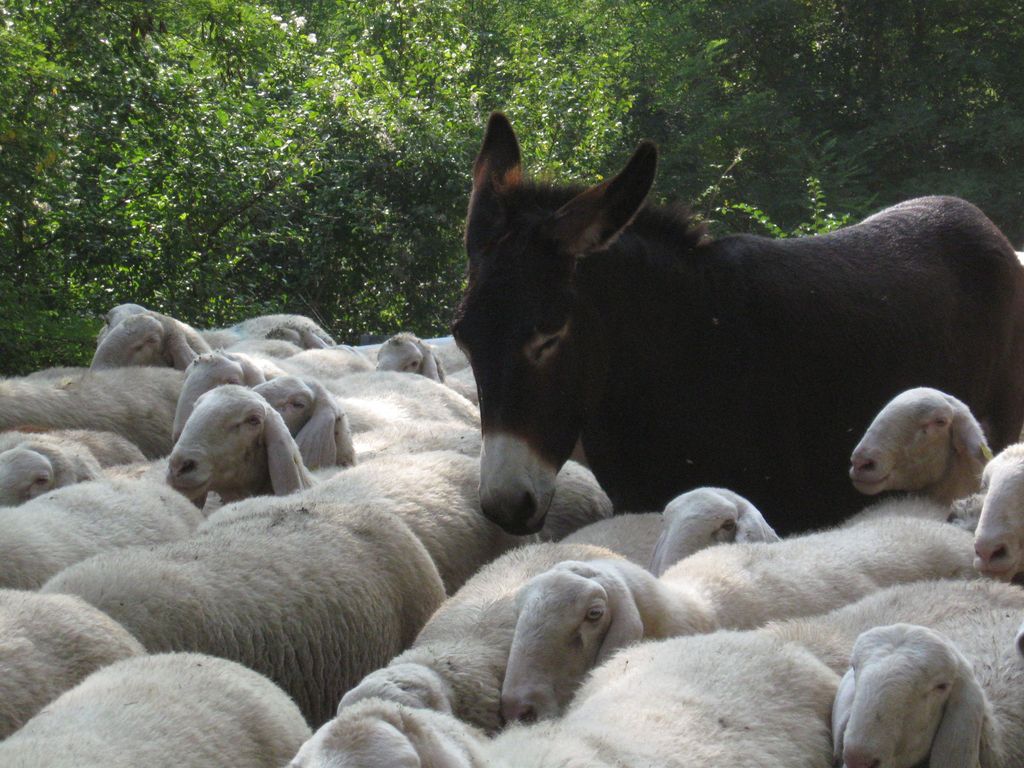 Die schönsten Tiere/Tierbilder der Welt eselunterschafen img 1031-thumb-1024xaut