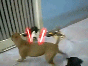 Cat-and-dog-fight