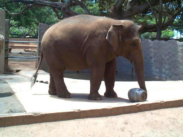 elephant-beer-barrel-treats-3