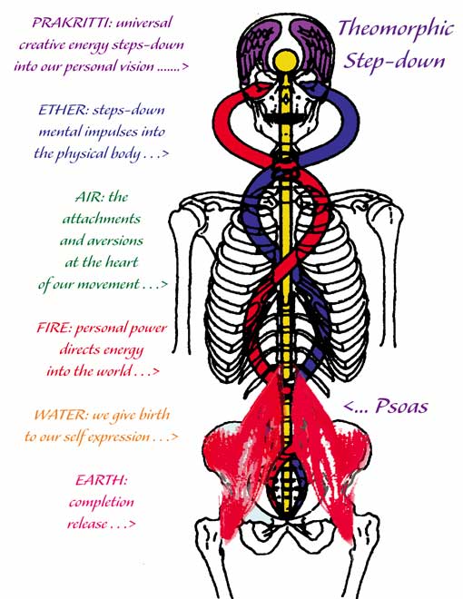 caduceus-theomor-skel