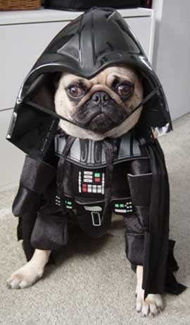 Bilder-Thread stupid-dog--large-msg-134404023903