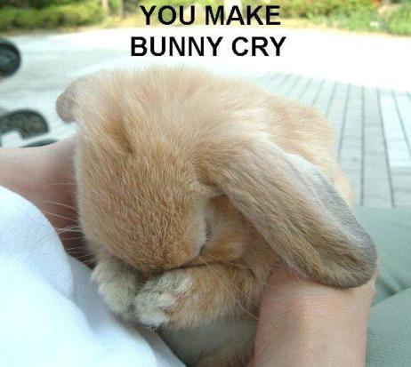 Funny-Rabbit-12