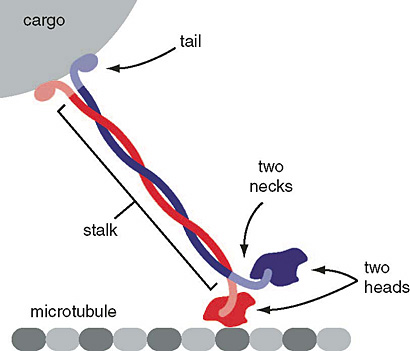 Kinesin Proof2