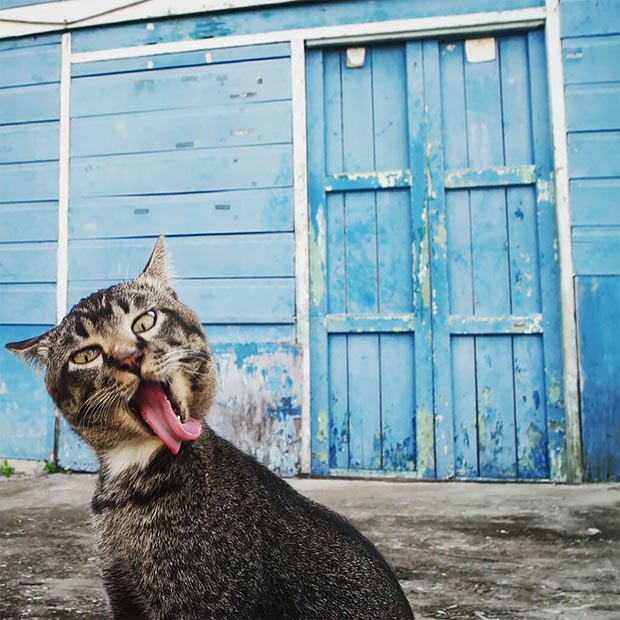 Photography-Awards-funny-animals-cat