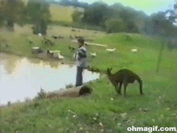 naughty-kangaroo