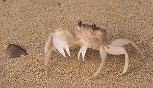 300px BBayCrab2