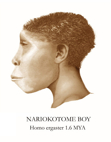 Nariokotome Boy Reconstruction