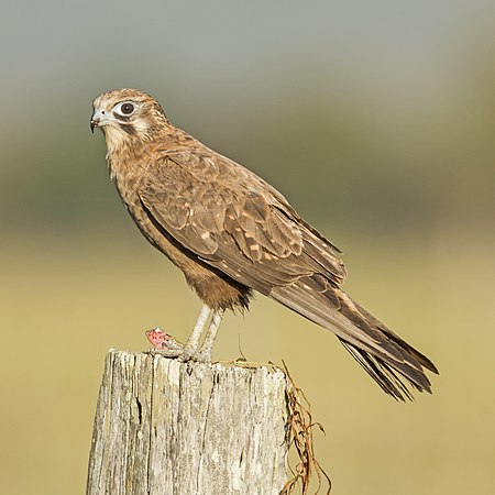 450px-Brown falcon