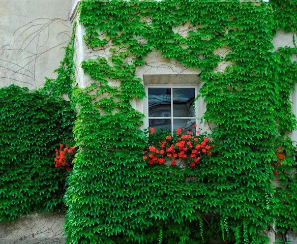Bilder-Thread 208b22 377021 284308054940078 1303627038