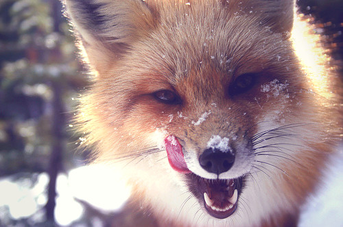 Bilder-Thread animal-beauty-cute-fox-snow-Favim.com-63
