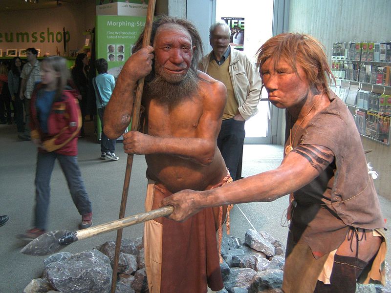 800px-Neandertala homo2C modelo en Neand
