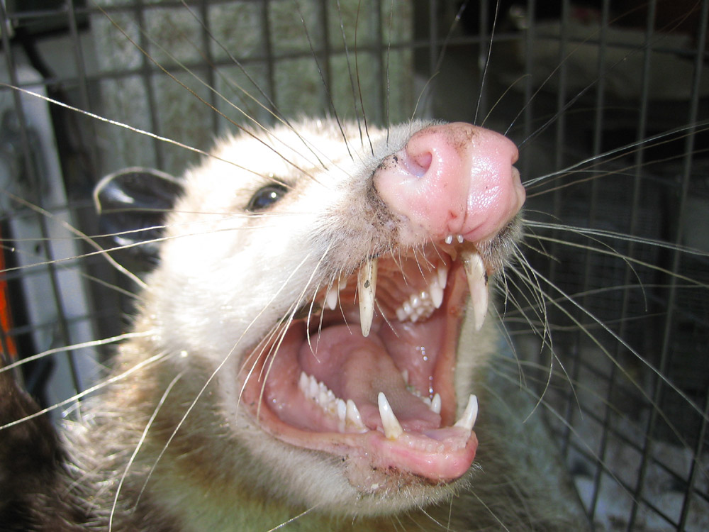 Bilder-Thread opossum021
