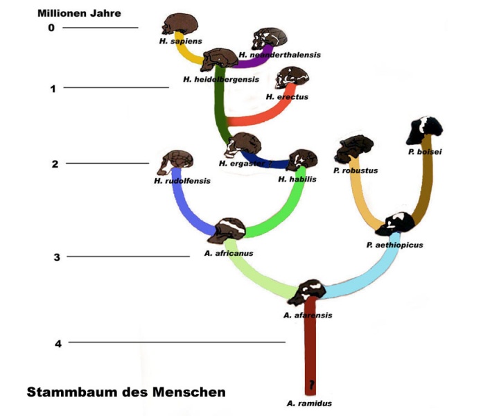 720px Stammbaum mensch 2054