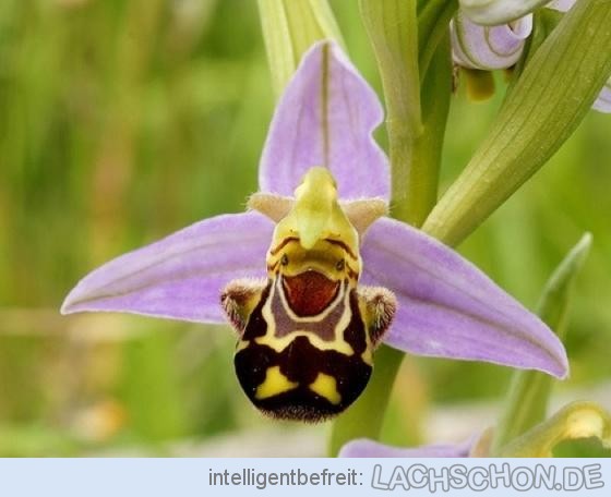 89434 orchidee