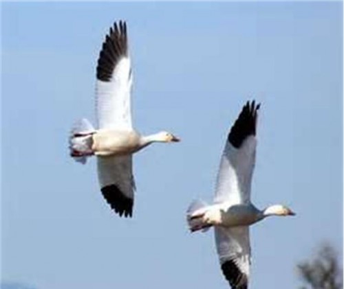 snowgeese-500x421