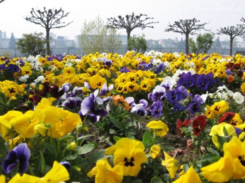 046df1 fruehling13-490x367
