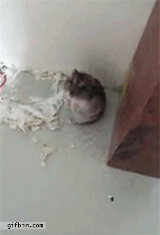1338483607 hamster plays dead after bein