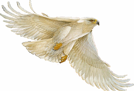 Bilder-Thread white eagle