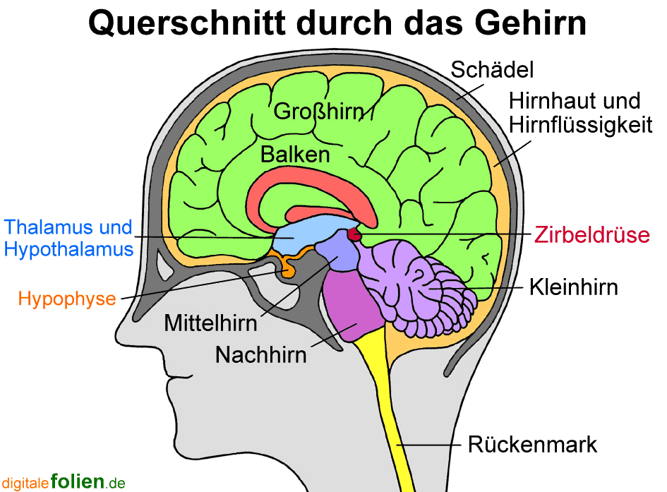 gehirn2