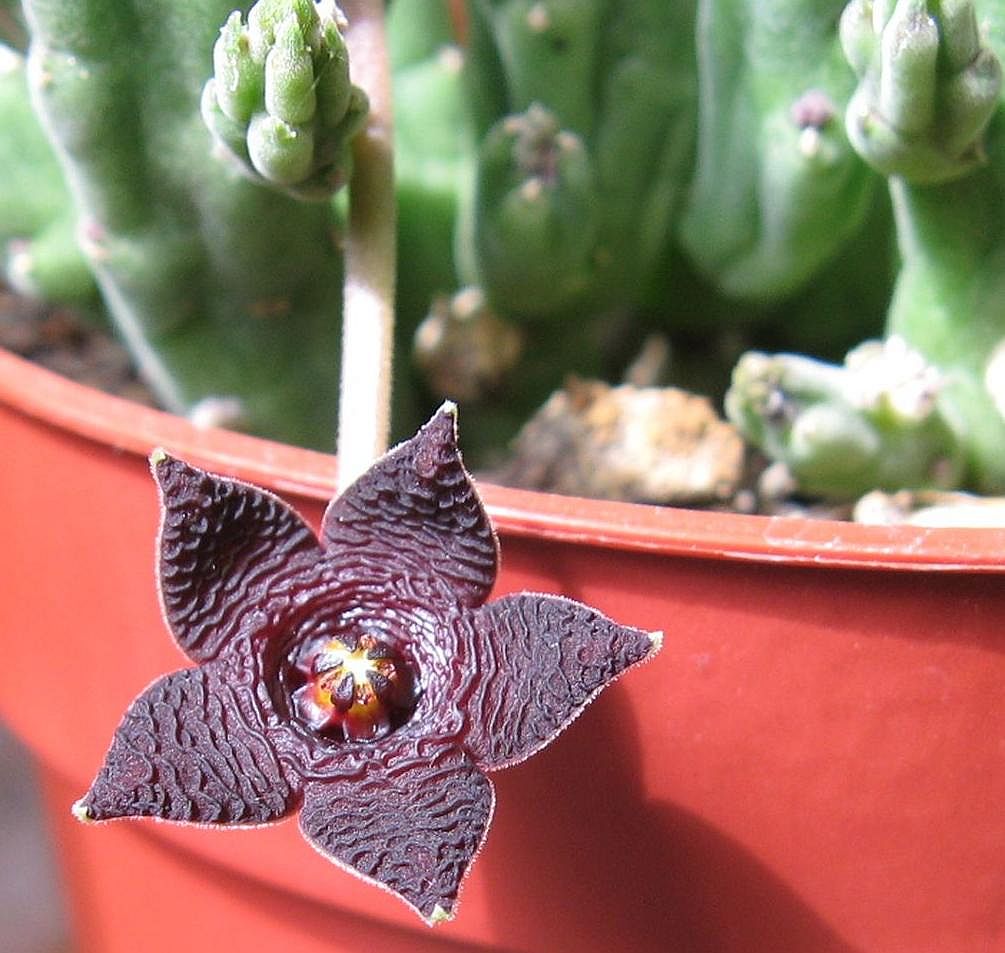 6cbe1c Stapelia2