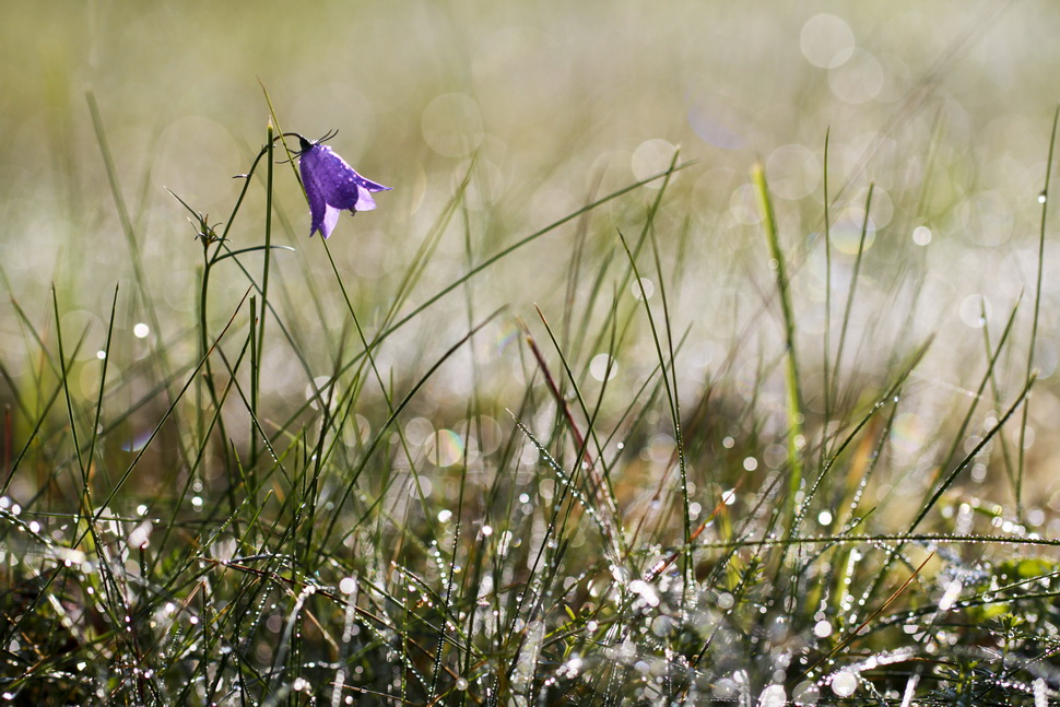 Bilder-Thread glockenblume im morgentau1