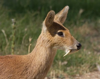 musk deer.jpg 3Fw 3D490